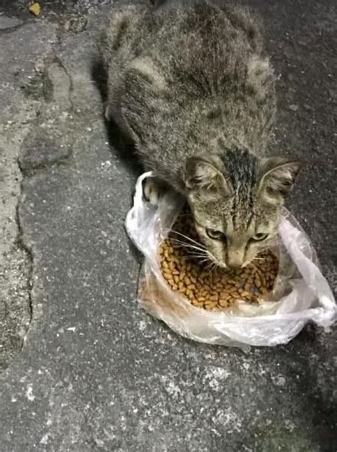 流浪貓來家裡|常投餵的流浪貓突然變得親近更主動住到家中 幾天後送上5大驚喜